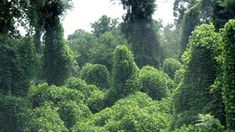 an area with lots of trees and bushes