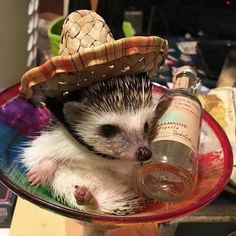 a hedgehog with a straw hat on it's head sitting in a glass bowl