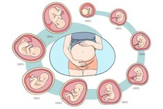 a diagram showing the stages of breasting and how they are used to treat their babies