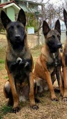 three german shepherd puppies sitting in the grass