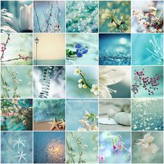 many different pictures of flowers and plants in blue, green, white and pink colors