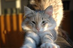 a cat laying on top of a couch next to a wooden table with its paw resting on it's leg