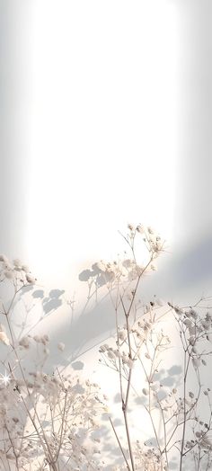 the sun shines brightly on some white flowers and branches in front of a light gray background