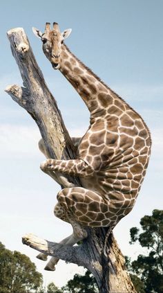 a giraffe sitting on top of a tree branch