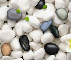 some rocks and flowers with green leaves on them in the middle of white pebbles that are scattered around each other