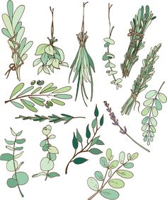 an assortment of green leaves and branches on a white background illustration by hand drawn pencils