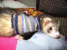 a ferret wearing a sweater on top of a bed