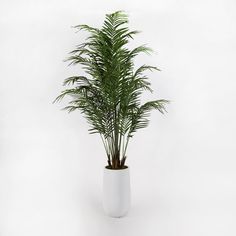 a plant in a white vase on a white background