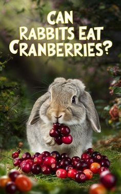 a rabbit eating cranberries with the words can rabbits eat cranberries?