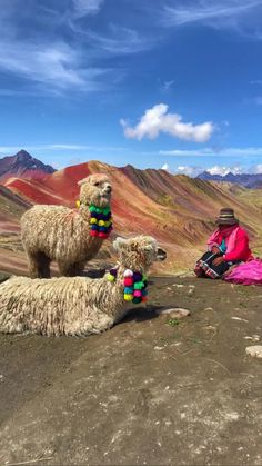 two llamas sitting on the side of a mountain with their wooly blankets