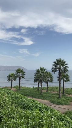 palm trees line the path to the ocean