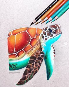 a drawing of a turtle with colored pencils next to it