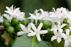 some white flowers and green leaves on a tree