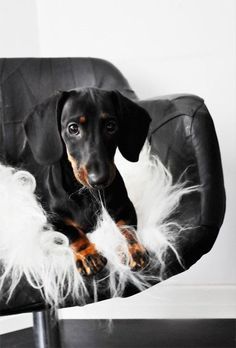 a black and brown dog sitting on top of a leather chair with white feathers around it