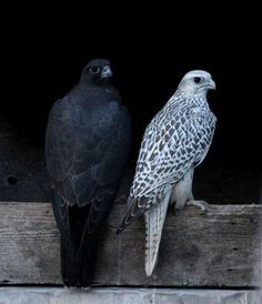 two black and white birds are perched on the ledge