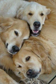 three golden retriever puppies cuddle together on the floor