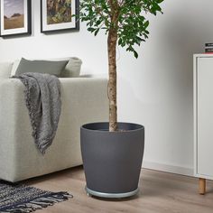 a potted tree in a living room next to a couch