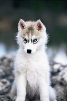 a small white and brown puppy sitting on top of a pile of rocks with blue eyes