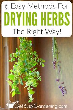 herbs hanging from hooks with text overlay reading 6 easy method for drying herbs the right way