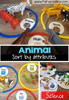 an animal sort by attributes activity for kids to learn about the animals in their life cycle