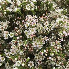 small white flowers with green leaves in the foreground and light pink blooms on the background