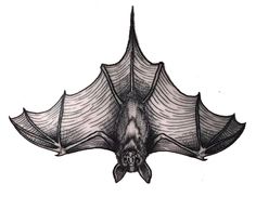 a black and white drawing of a bat