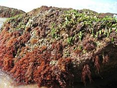 a large rock covered in seaweed on the beach