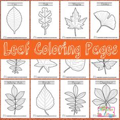 leaf coloring pages for kids to color and learn how to draw leaves with their own hands