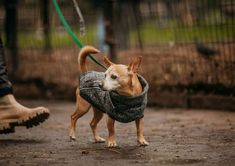 a small dog wearing a sweater on a leash