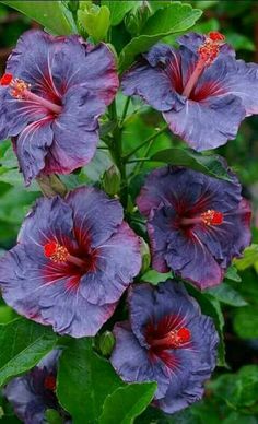 purple flowers with red stamens and green leaves