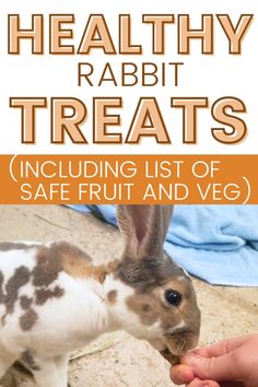 a rabbit eating something out of its hand with the words healthy rabbit treats including list of safe fruit and veg