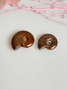 two brown shells sitting on top of a white table next to pink flowers and branches