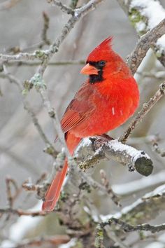 a red bird sitting on top of a tree branch