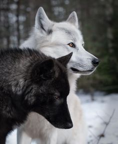 #wolf Black Wolf And White Wolf, White And Black Wolf, Black And White Wolf, Wolf Couple, Wolf Mates, Shirt Walmart, Largest Wolf