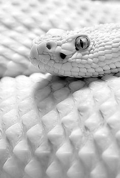 black and white photograph of a snake's head