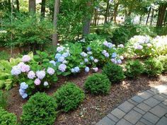 blue and pink hydrangeas in a garden with brick pavers path leading to trees