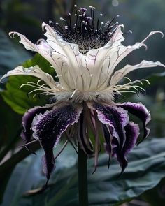 a large white and purple flower with lots of green leaves in the backgroud