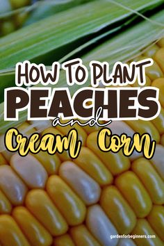 corn with the words how to plant peaches and cream corn