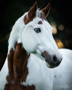 Horse With Blue Eyes, Horses And Dogs, Pretty Animals