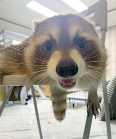 a raccoon is sitting on top of a chair and looking up at the camera