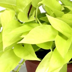 a potted plant with green leaves in it