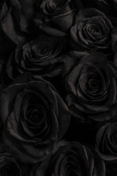 a bunch of black roses that are in the dark