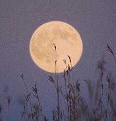 the full moon shines brightly in the sky above some tall grass and weeds at dusk