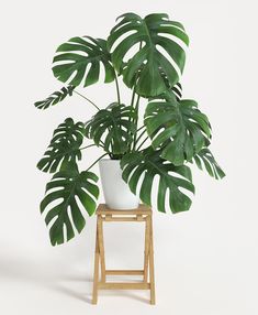 a potted plant sitting on top of a wooden stand