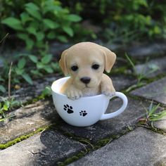 a small dog is sitting in a coffee cup