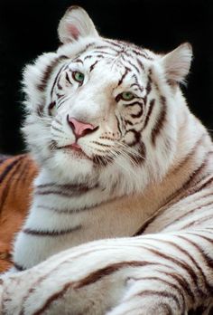 a white tiger with green eyes laying down