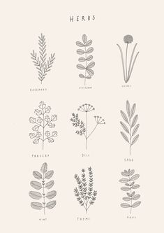 the different types of herbs are shown in black and white on a light gray background