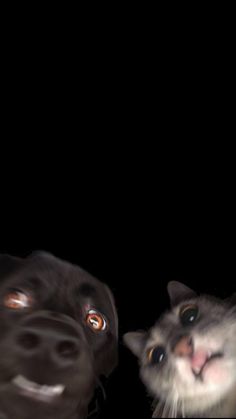 two dogs and a cat staring at each other in the dark with their mouths open