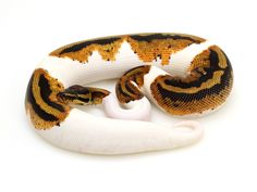 an orange and white snake with black stripes on its body, curled up to the side