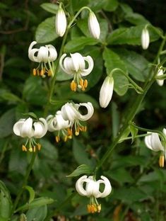 white flowers with yellow stamens and green leaves in the foreground, surrounded by greenery